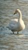 Whooper Swan at Vange Marsh (RSPB) (Neil Chambers) (52488 bytes)