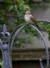 Spotted Flycatcher at Canewdon (Jeff Delve) (57063 bytes)