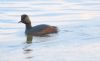 Black-necked Grebe at Bowers Marsh (RSPB) (Tim Bourne) (35343 bytes) Black-necked Grebe at Bowers Marsh (RSPB) (Tim Bourne) (35343 bytes)