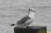 Kittiwake at Southend Pier (Richard Howard) (41683 bytes)