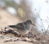 Purple Sandpiper at Gunners Park (Andrew Armstrong) (69081 bytes) Purple Sandpiper at Gunners Park (Andrew Armstrong) (69081 bytes)