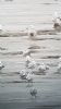 Caspian Gull at Hole Haven Creek (Neil Chambers) (45606 bytes) Caspian Gull at Hole Haven Creek (Neil Chambers) (45606 bytes)