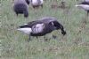 Black Brant at Wallasea Island (RSPB) (Jeff Delve) (83615 bytes)