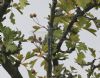 Southern Migrant Hawker at Wat Tyler Country Park (Tim Bourne) (85402 bytes)