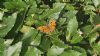 Comma at South Fambridge (Paul Baker) (92384 bytes)