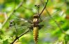 Broad-bodied Chaser at Bowers Marsh (RSPB) (Graham Oakes) (70104 bytes) Broad-bodied Chaser at Bowers Marsh (RSPB) (Graham Oakes) (70104 bytes)