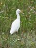 Cattle Egret at Wat Tyler Country Park (Graham Oakes) (91414 bytes)