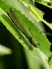 Banded Demoiselle at Cherry Orchard Country Park (Graham Oakes) (88605 bytes)