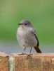 Black Redstart at Canvey Point (Graham Oakes) (42907 bytes)