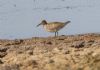 Pectoral Sandpiper at Lower Raypits (Jeff Delve) (60613 bytes)