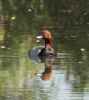 Pochard at Canewdon (Jeff Delve) (80781 bytes)