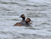 Black-necked Grebe at Bowers Marsh (RSPB) (Graham Oakes) (172490 bytes)