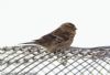 Twite at Wallasea Island (RSPB) (Jeff Delve) (48027 bytes)