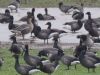 Pink-footed Goose at Benfleet Creek (Mike Clarke) (67285 bytes)