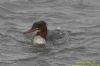 Goosander at Hullbridge (Richard Howard) (59003 bytes)