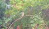 Redstart at Gunners Park (Paul Griggs) (54567 bytes) Redstart at Gunners Park (Paul Griggs) (54567 bytes)