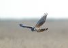Hen Harrier at Wallasea Island (RSPB) (Paul Griggs) (21249 bytes) Hen Harrier at Wallasea Island (RSPB) (Paul Griggs) (21249 bytes)