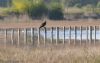 Osprey at Wallasea Island (RSPB) (Jeff Delve) (78209 bytes)