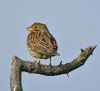 Corn Bunting at Bowers Marsh (RSPB) (Graham Oakes) (57166 bytes)