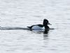 Ring-necked Duck at Bowers Marsh (RSPB) (Graham Oakes) (36280 bytes)