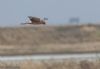 Pallid Harrier at Wallasea Island (RSPB) (Jeff Delve) (21856 bytes)