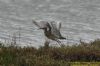 Whimbrel at Potton Creek (Richard Howard) (74332 bytes)