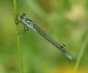 Scarce Emerald Damselfly at Bowers Marsh (RSPB) (Graham Oakes) (45169 bytes)