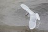 Little Gull at Gunners Park (Andrew Armstrong) (40001 bytes)