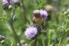 Essex Skipper at Fossetts Park (Matt Bruty) (51999 bytes)