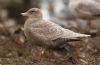 Glaucous Gull at Private site with no public access (Steve Arlow) (172795 bytes) Glaucous Gull at Private site with no public access (Steve Arlow) (172795 bytes)
