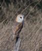 Barn Owl at Lower Raypits (Jeff Delve) (81292 bytes) Barn Owl at Lower Raypits (Jeff Delve) (81292 bytes)