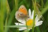 Small Heath at Gunners Park (Richard Howard) (49397 bytes)