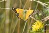 Clouded Yellow at Bowers Marsh (RSPB) (Richard Howard) (67592 bytes)