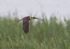 Red-footed Falcon at Vange Marsh (RSPB) (Jeff Delve) (32757 bytes) Red-footed Falcon at Vange Marsh (RSPB) (Jeff Delve) (32757 bytes)