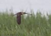 Red-footed Falcon at Vange Marsh (RSPB) (Jeff Delve) (32757 bytes)