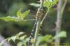 Migrant Hawker at Paglesham Pool (Richard Howard) (100720 bytes)