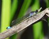 Blue-tailed Damselfly at Bowers Marsh (RSPB) (Graham Oakes) (67899 bytes)