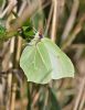 Brimstone at Bowers Marsh (RSPB) (Graham Oakes) (64126 bytes)