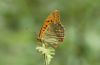 Silver-washed Fritillary at Belfairs Great Wood (Steve Arlow) (31785 bytes)