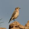 Wheatear at Fleet Head (Graham Oakes) (190805 bytes)