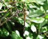 Migrant Hawker at Vange Marsh (RSPB) (Graham Oakes) (86406 bytes)