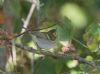 Yellow-browed Warbler at Gunners Park (Jeff Delve) (55444 bytes)