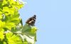 Purple Emperor at Belfairs N.R. (Steve Arlow) (44994 bytes)