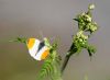 Orange-tip at West Canvey Marsh (RSPB) (Vince Kinsler) (40607 bytes)