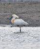 Spoonbill at Vange Marsh (RSPB) (Graham Oakes) (68230 bytes)