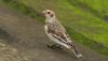 Snow Bunting at Roper's farm (Steve Arlow) (49305 bytes)