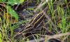 Jack Snipe at Airport Business Park (Tim Bourne) (106080 bytes)