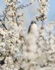 Lesser Whitethroat at Canvey Wick (Jeff Delve) (81184 bytes)