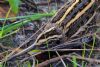 Jack Snipe at Airport Business Park (Tim Bourne) (99858 bytes)