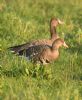 White-fronted Goose at Bowers Marsh (RSPB) (Graham Oakes) (97220 bytes)